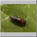 Eutomostethus ephippium - Blattwespe 05.jpg